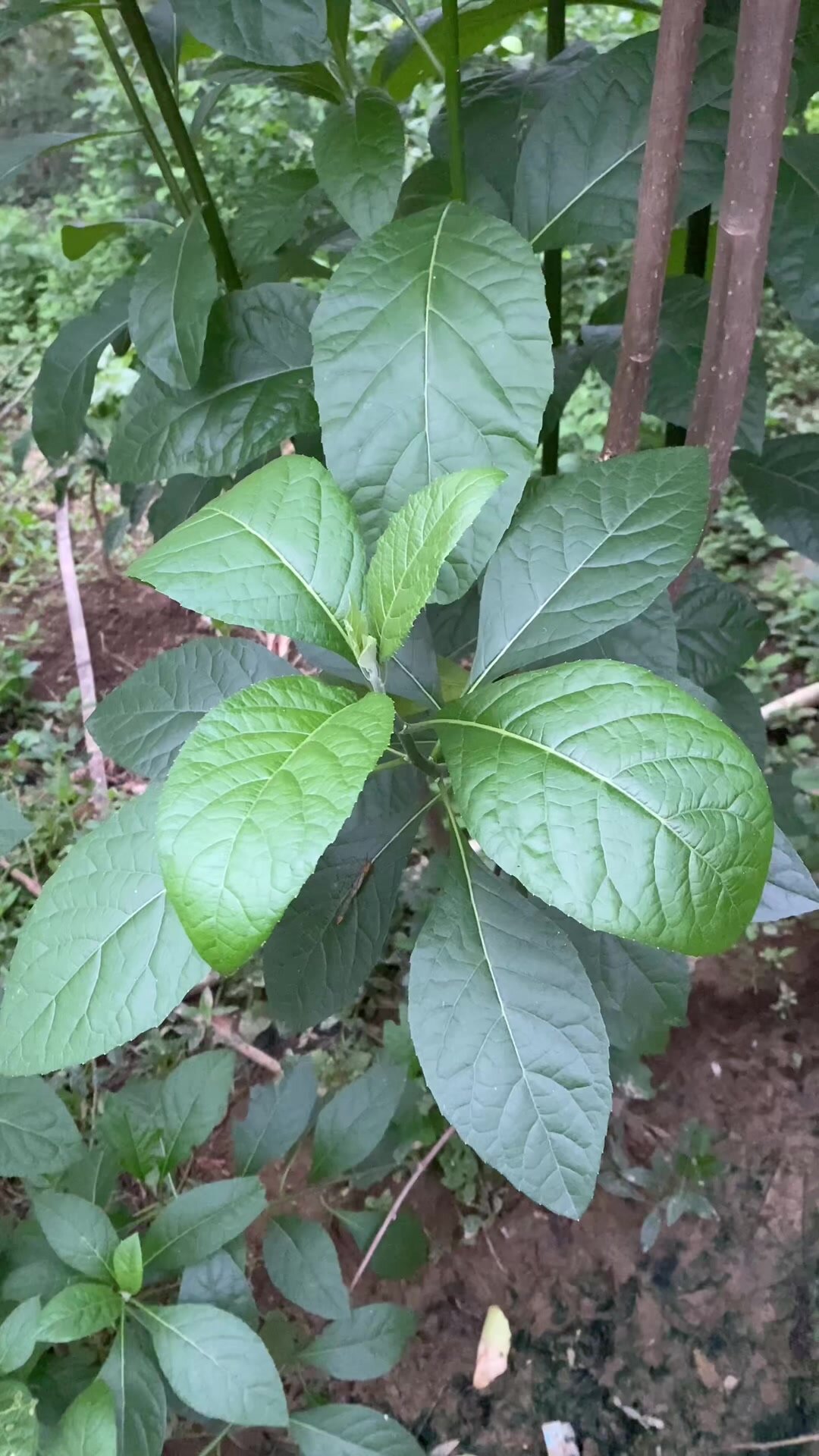 非叶也叫"扁桃斑鸠菊",你知道它的价值吗