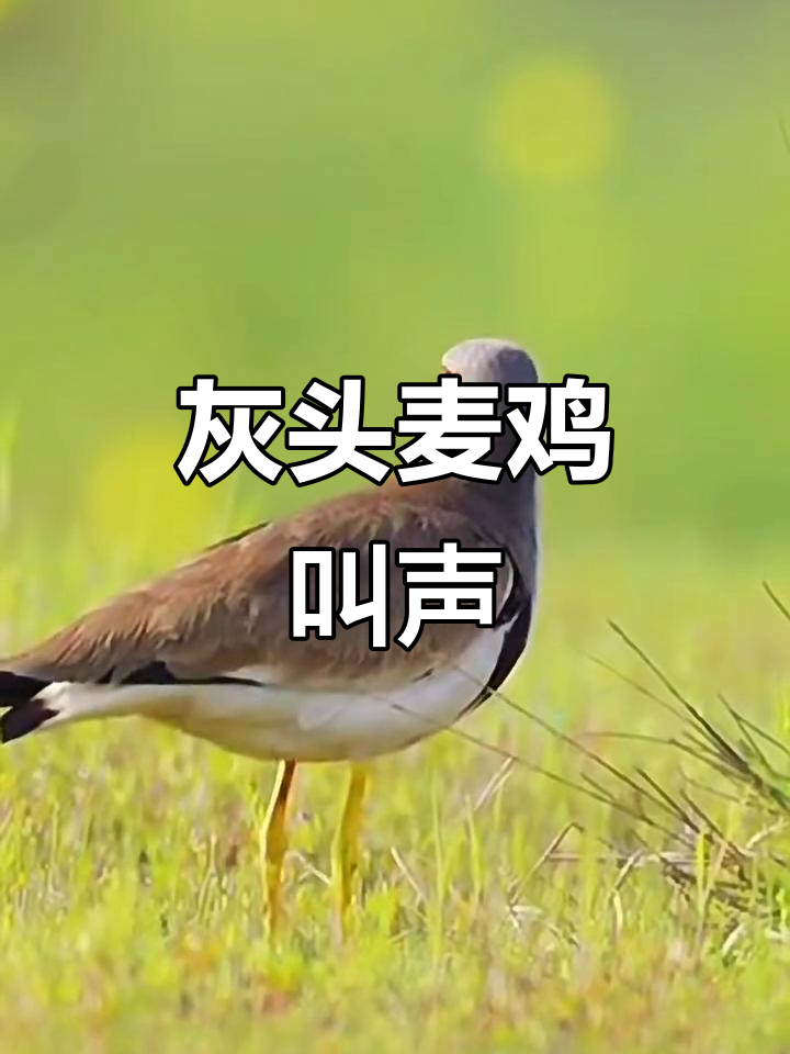 灰头麦鸡鸣叫,声音清脆悦耳