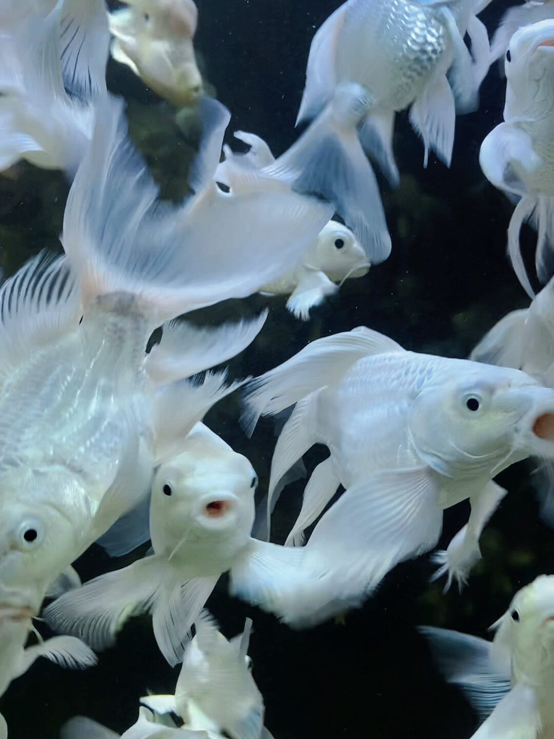 白色的金鱼