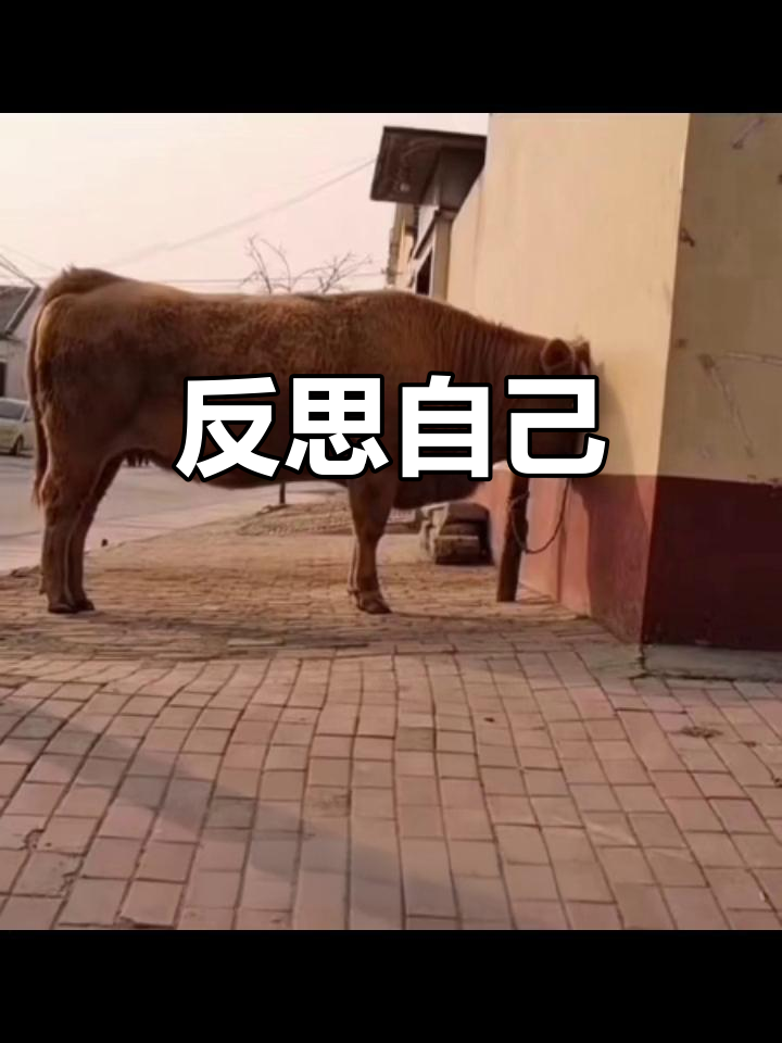 面壁思过:自我反省与内心觉醒