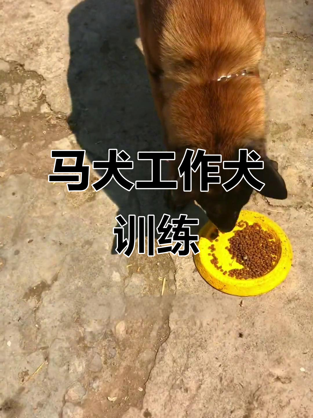 马犬训练全程揭秘,口令执行精准到位