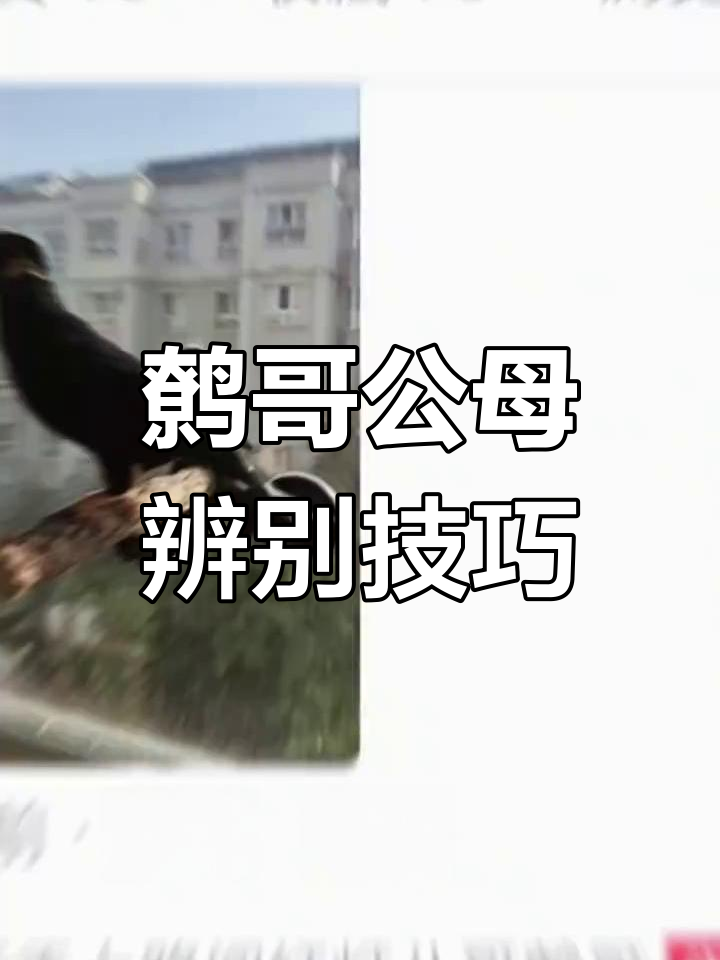 如何区分鹩哥公母,砖嘉告诉你秘诀