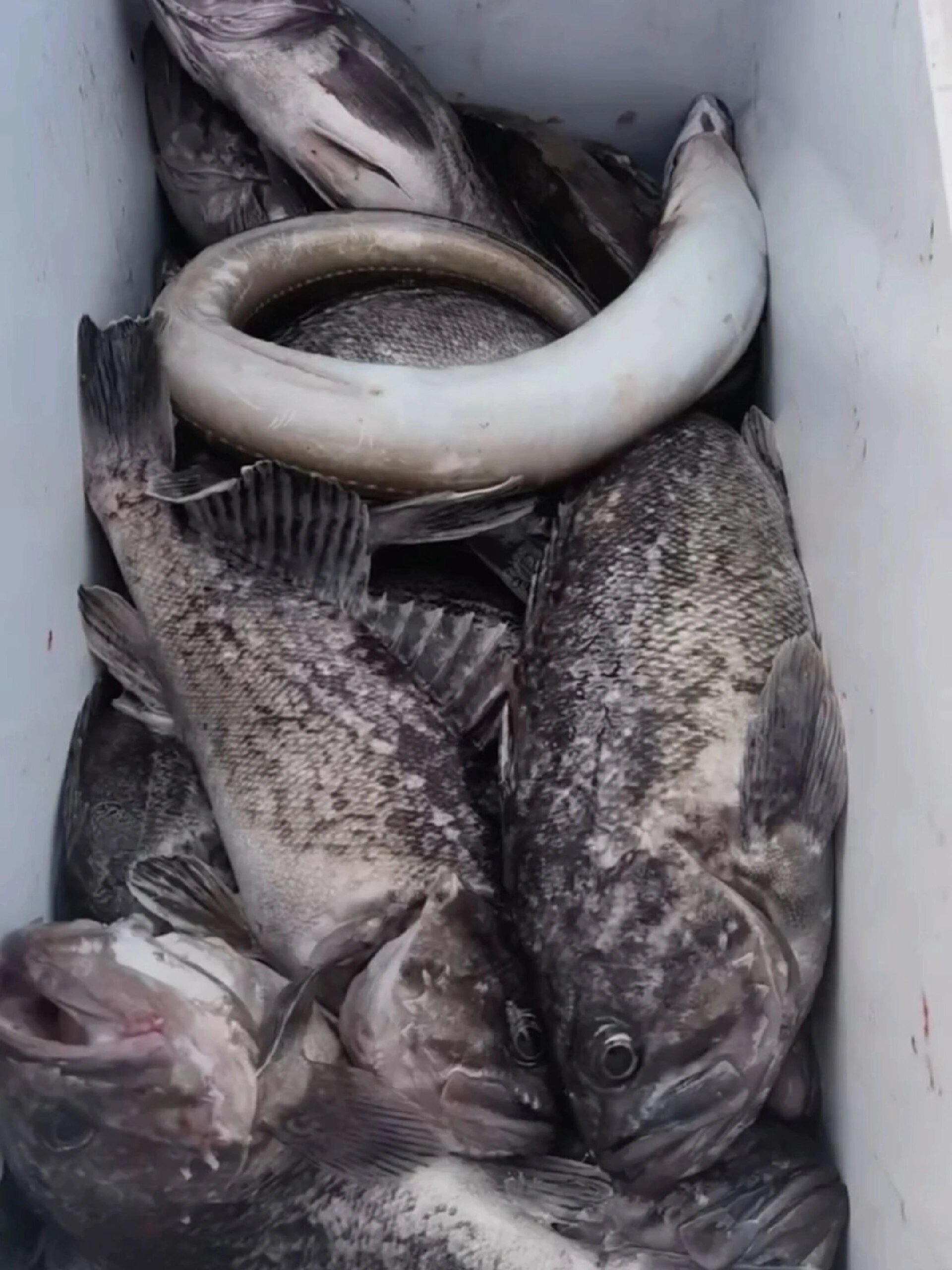 大连秋天近海的大黑鱼