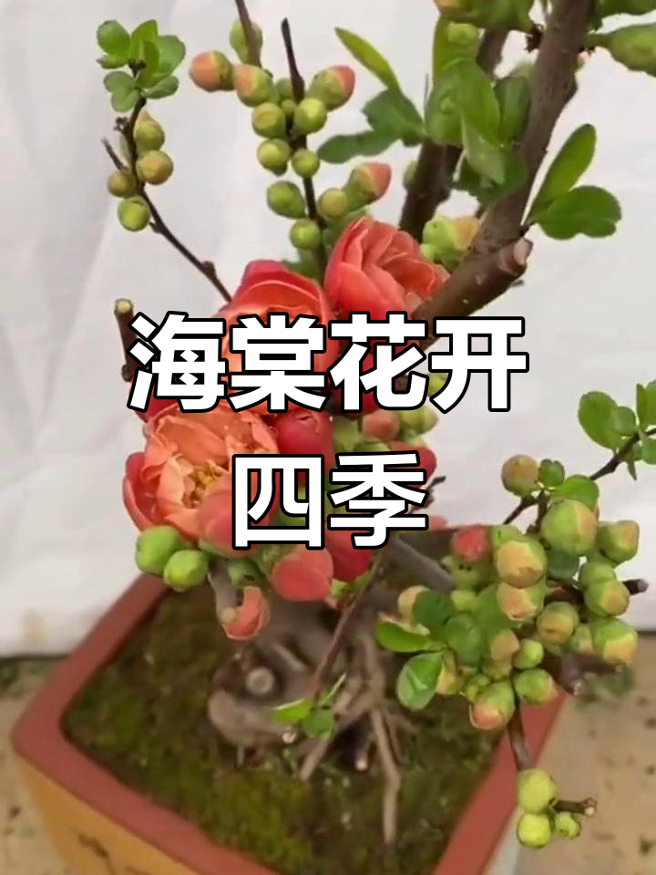 富贵果海棠开花图片图片