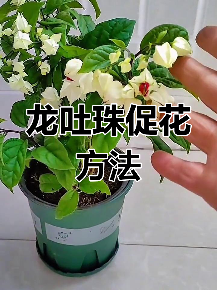 龙吐珠修剪示意图图片