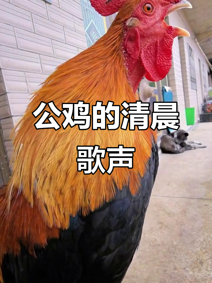 公鸡打鸣,声音响彻天际