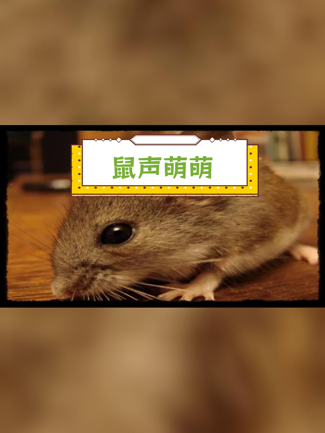 小老鼠的可爱叫声
