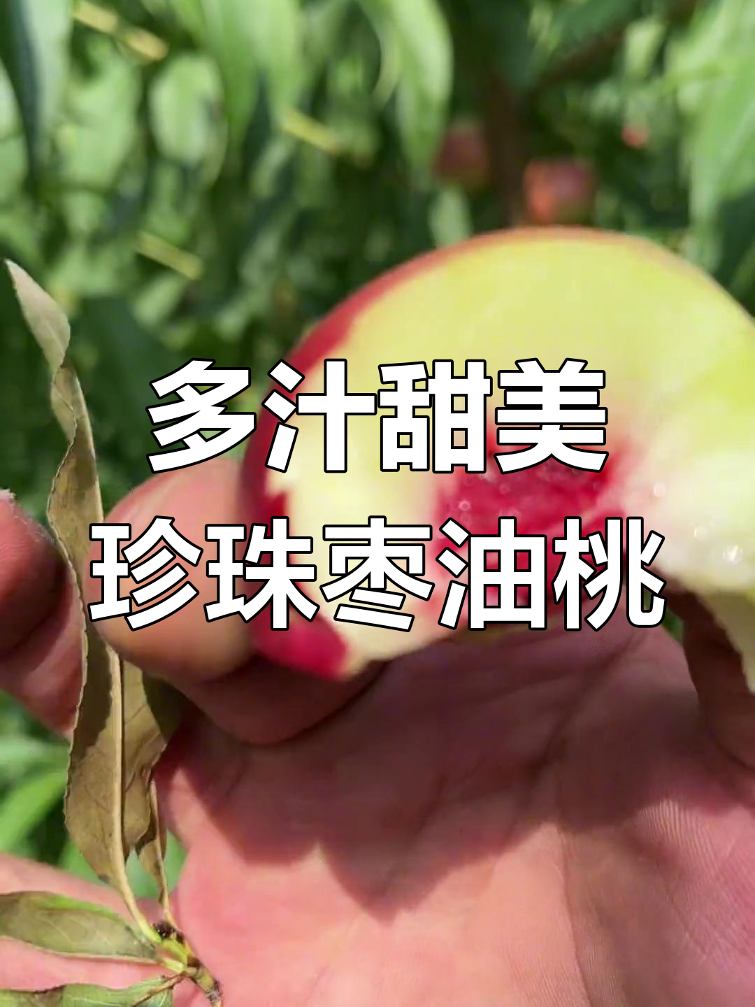 珍珠枣蜜桃:三分枣七分桃,口感多变让人迷恋