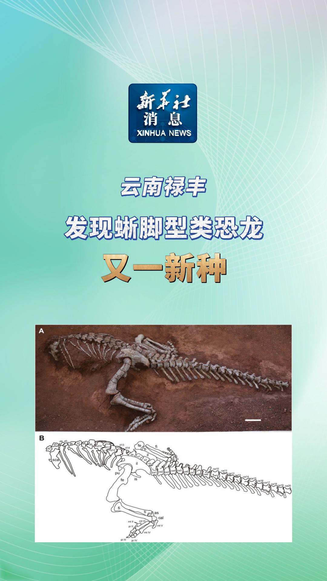 云南禄丰发现蜥脚型类恐龙又一新种