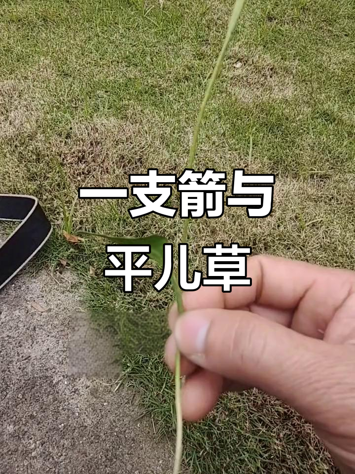 独叶一支箭,瓶尔草的秘密你了解吗?