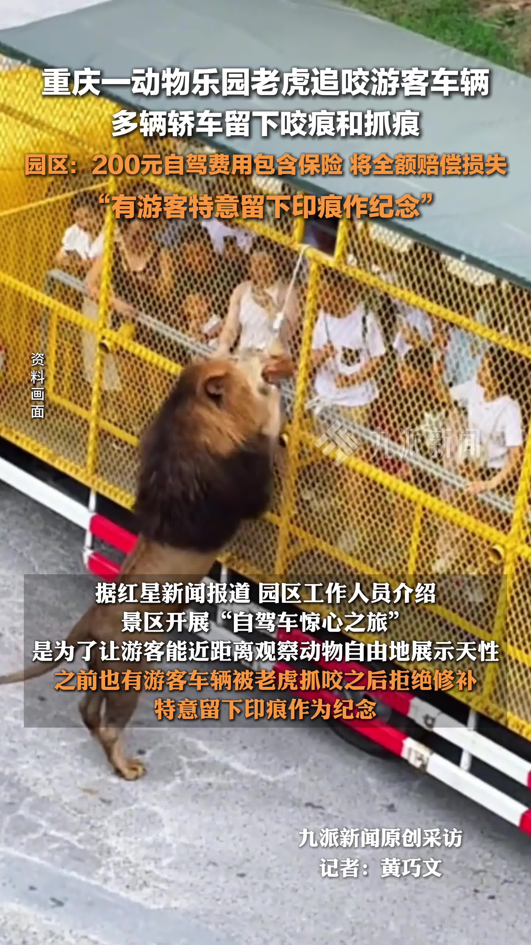 老虎伤人新闻(老虎伤人的事件当事人是谁)