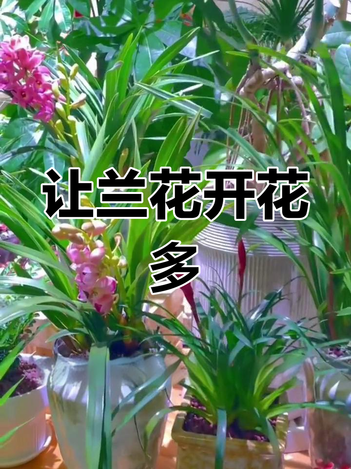 兰花催花技巧图片