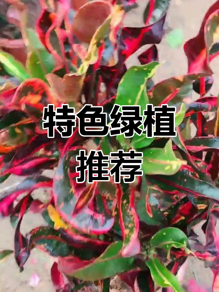 变色龙,螺旋木,独特绿植等你来选!