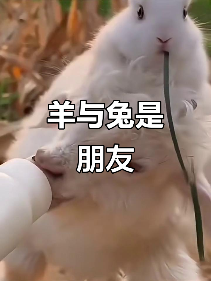 羊和兔的友情故事,温暖人心