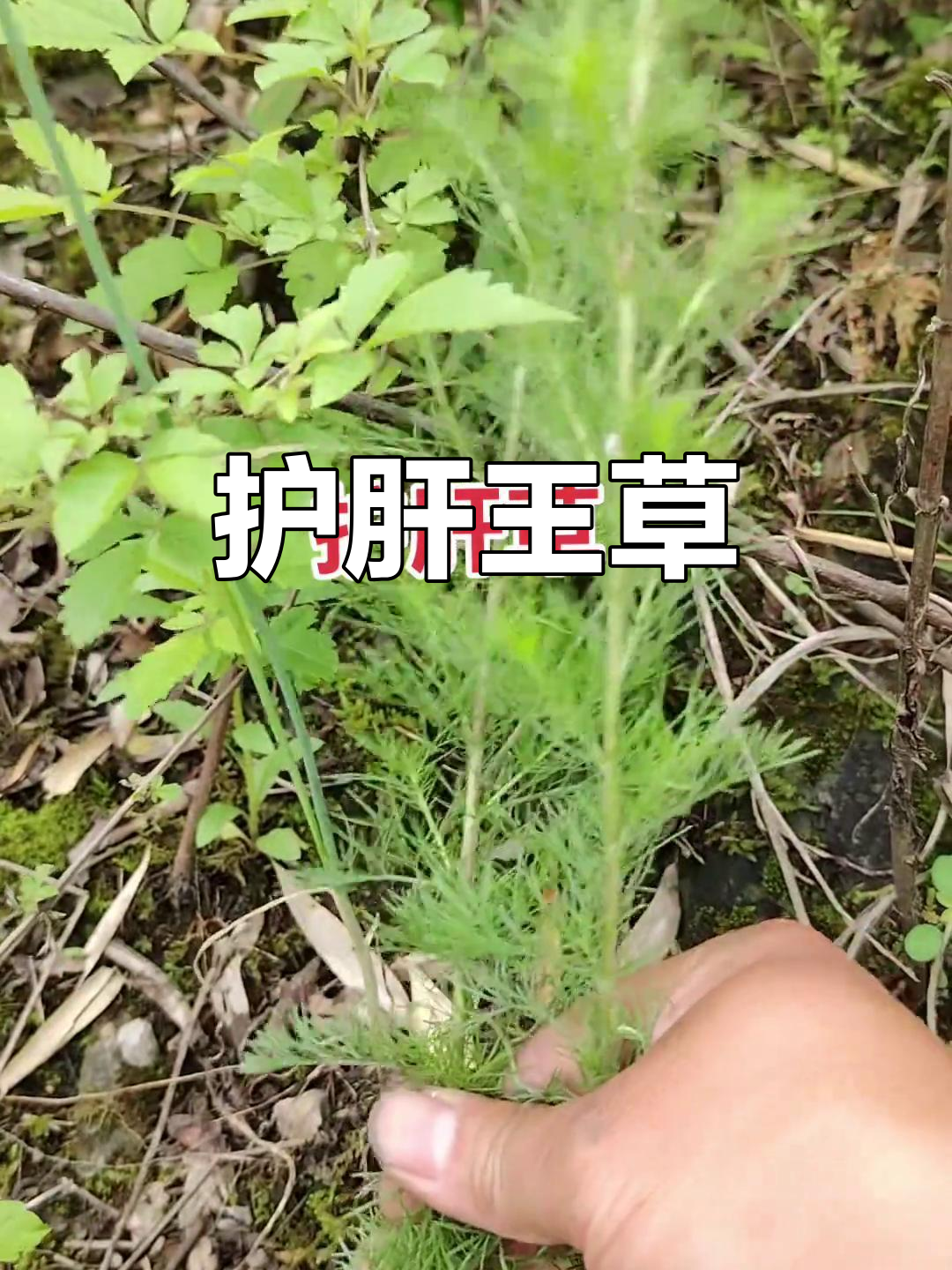 这种草被称为"护肝宝",尖叶如针,常被用来煮水喝