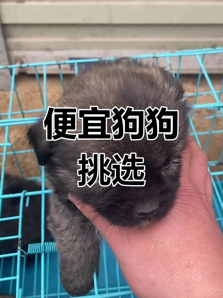 田园犬批发市场,80元一只