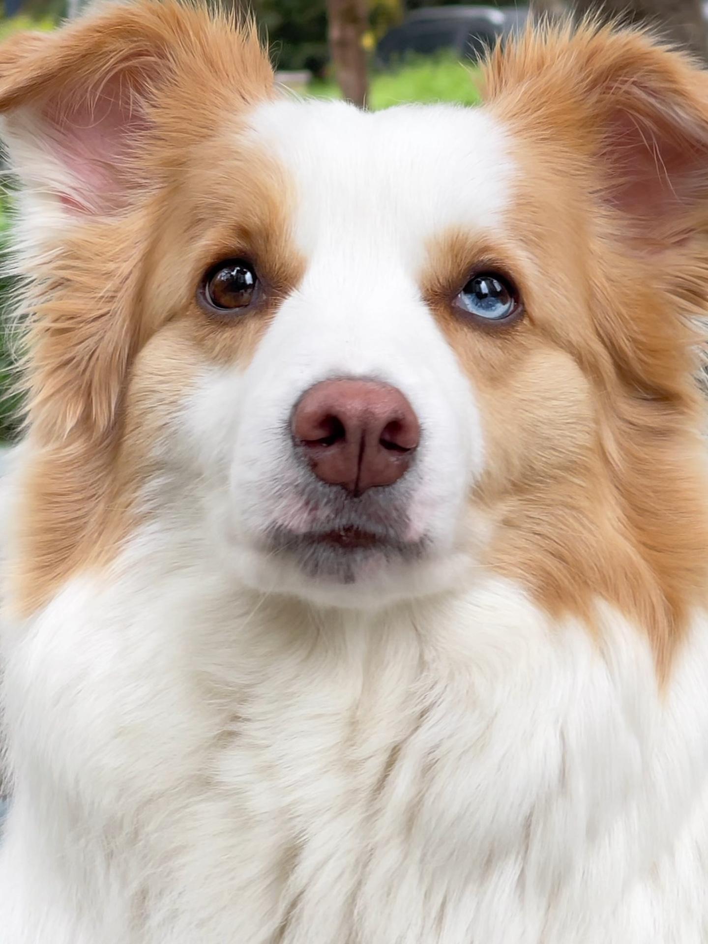 一种很新且简单的喂养方式 边牧 新手养狗 狗粮推荐 养狗经验分享