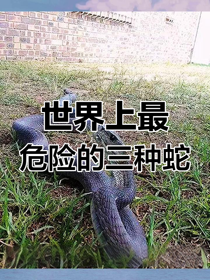 世界最毒蛇排名前三,黑曼巴与太潘蛇上榜