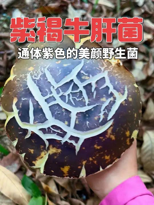 紫褐牛肝菌 通体紫色的美味可食野生菌