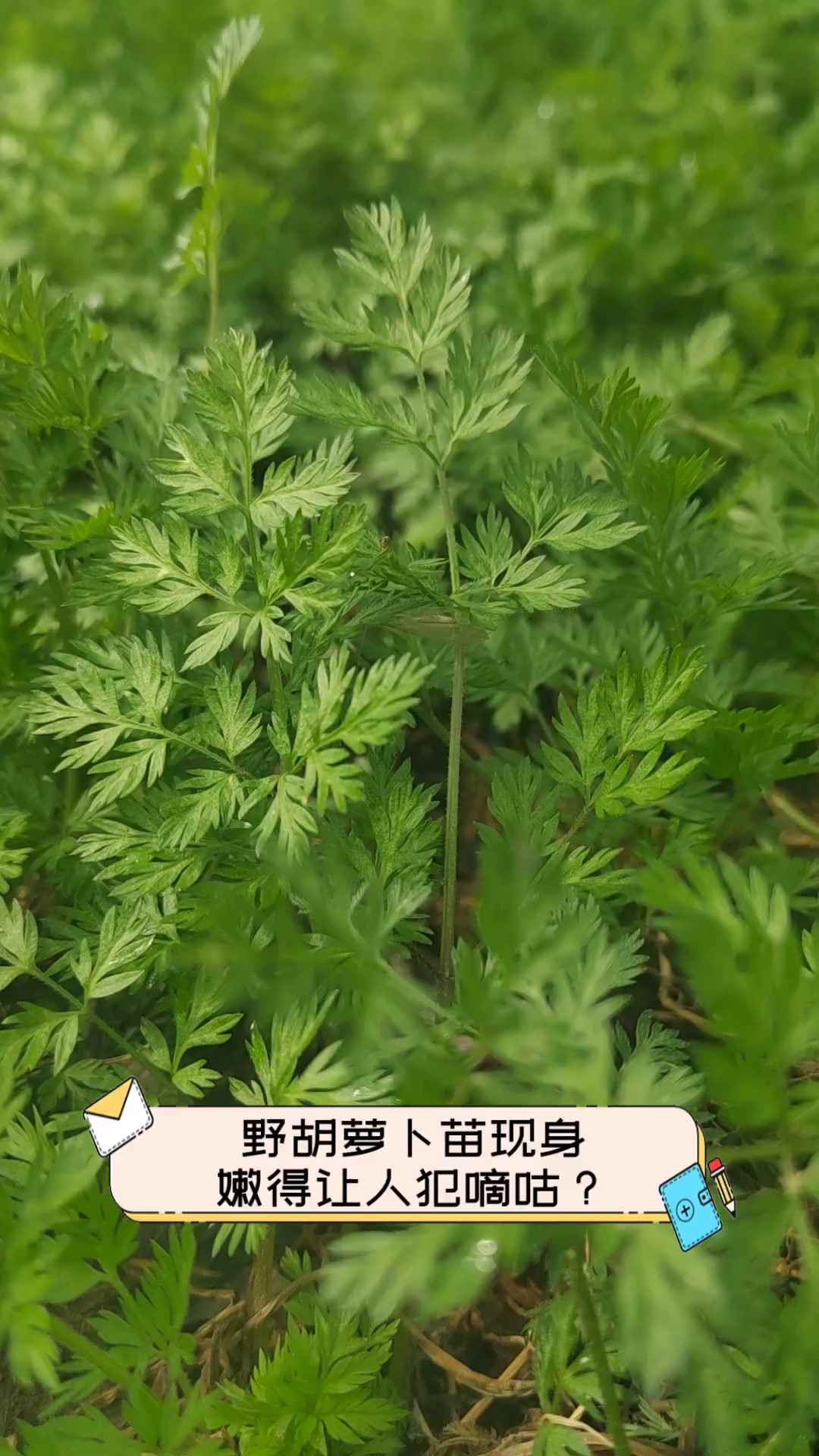 野胡萝卜苗现身,嫩得让人犯嘀咕?
