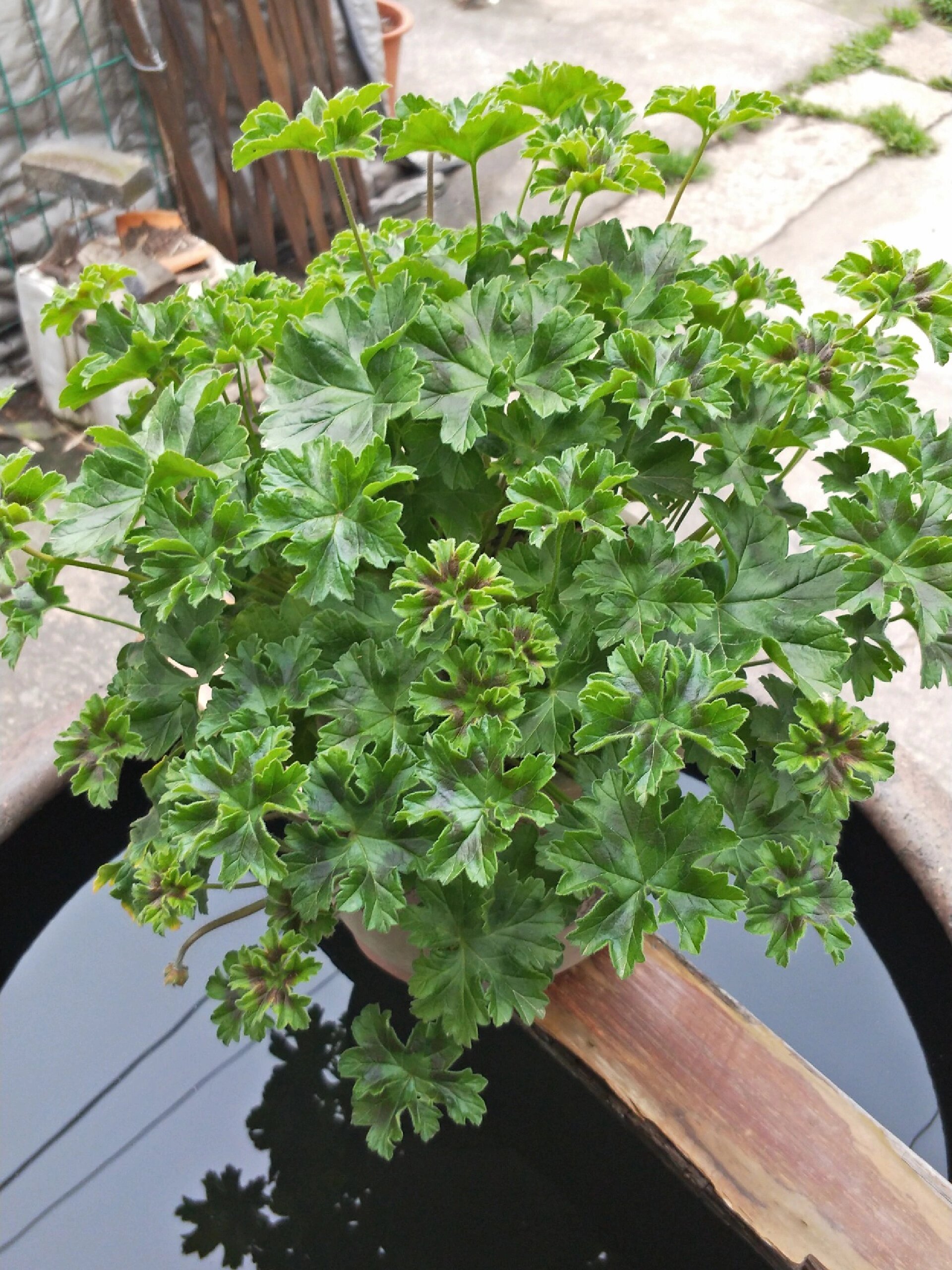 天竺葵‖兽系 独角兽阳光