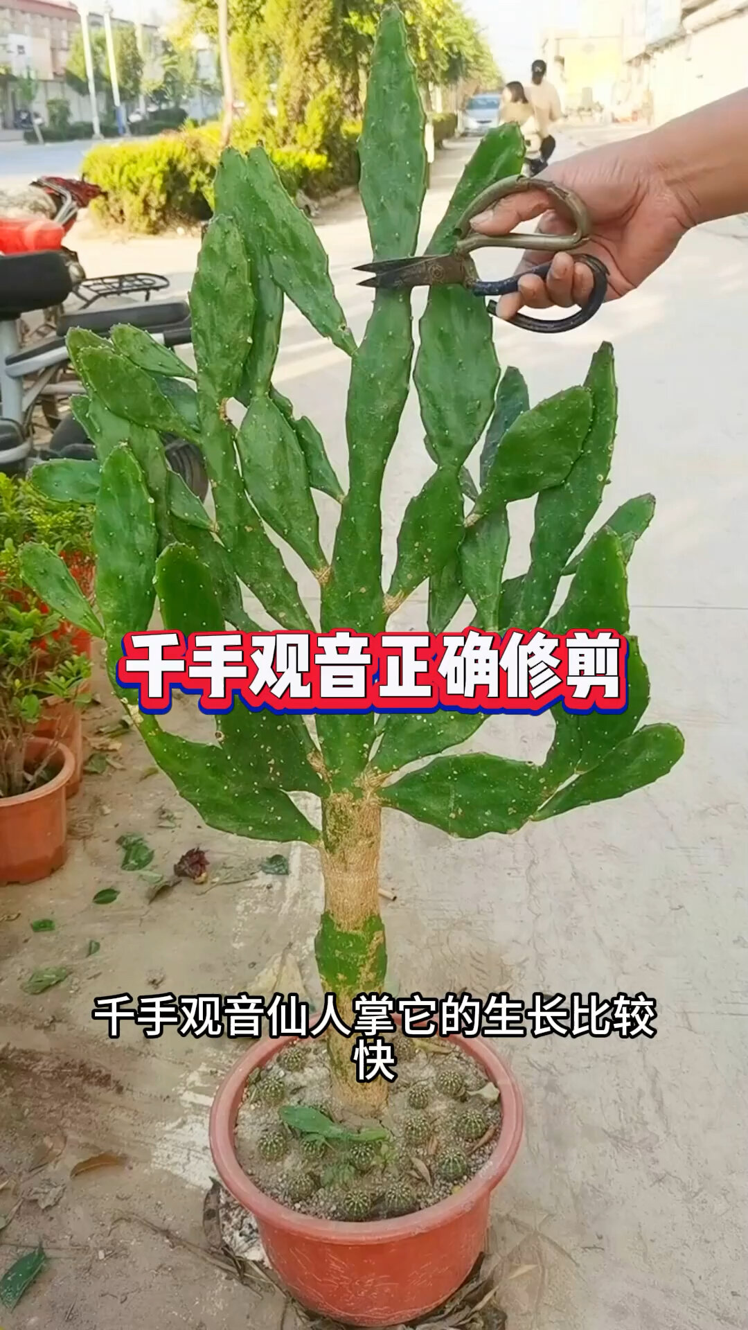 仙人掌修剪造型图片