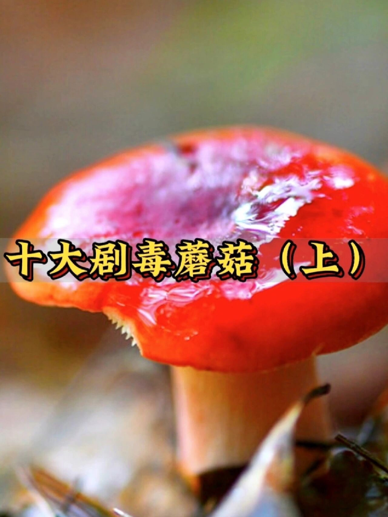 中国最常见的十种剧毒蘑菇(上)