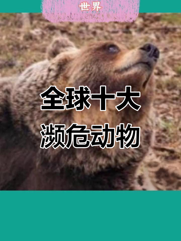 10大濒危动物
