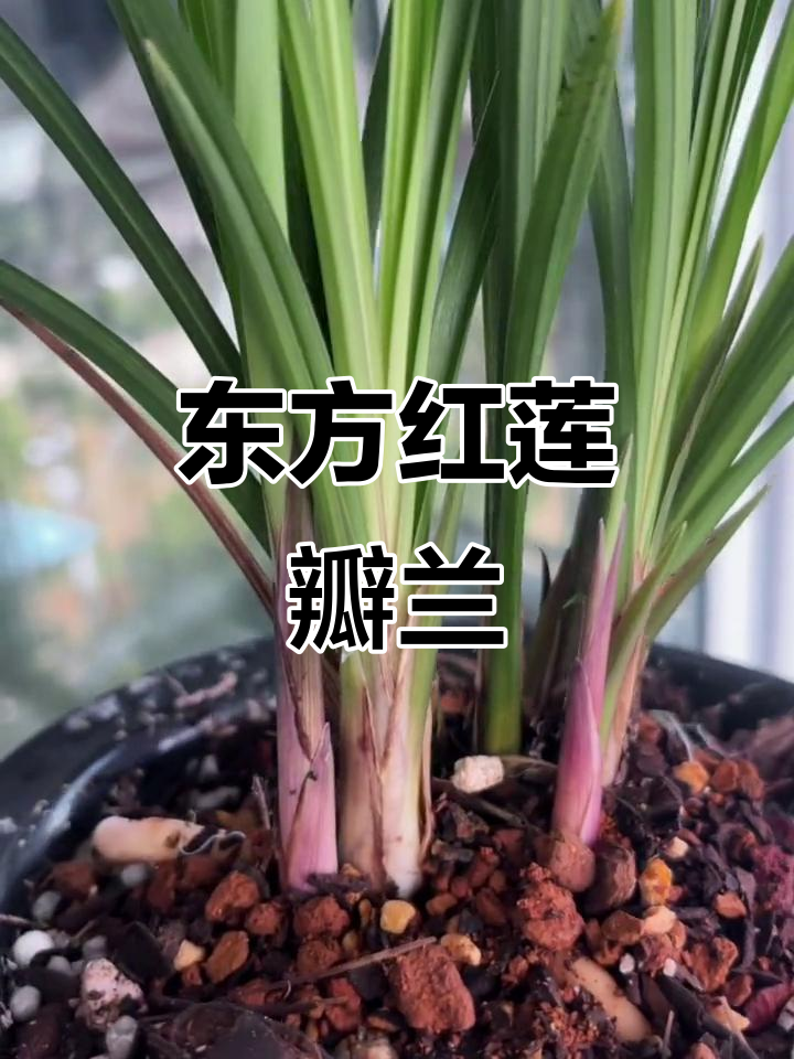 东方红莲瓣兰:国兰中的珍品