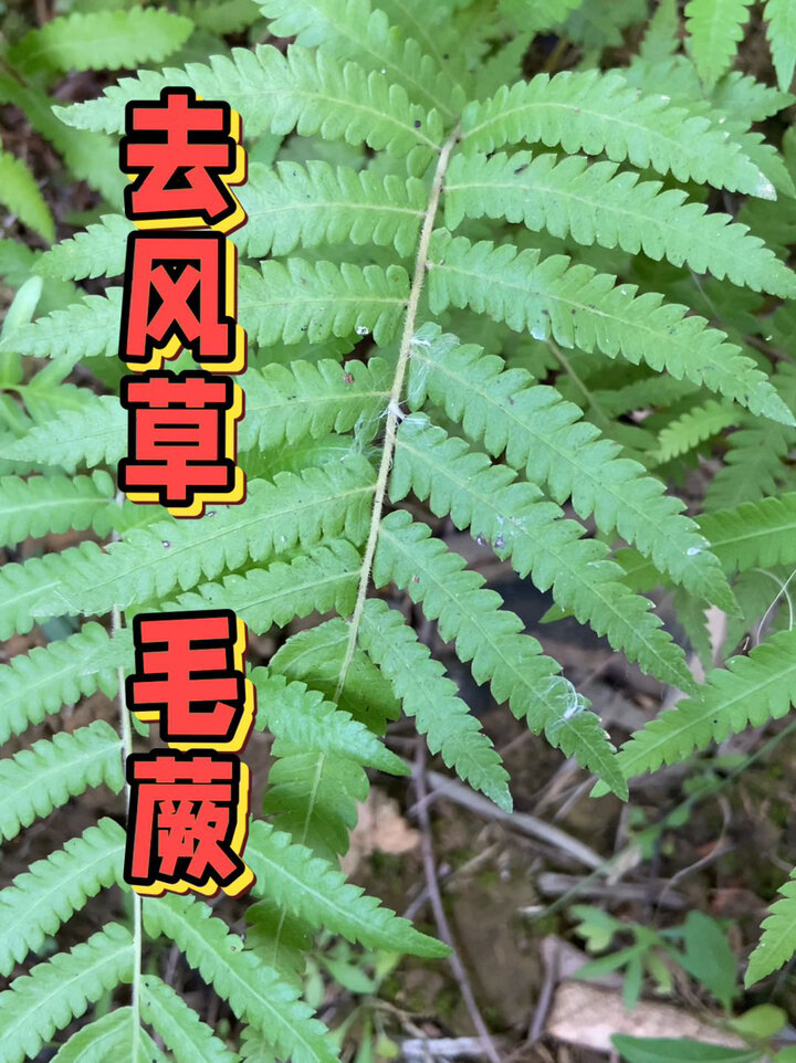 农村常见的"毛蕨"是个好东西,记得收藏