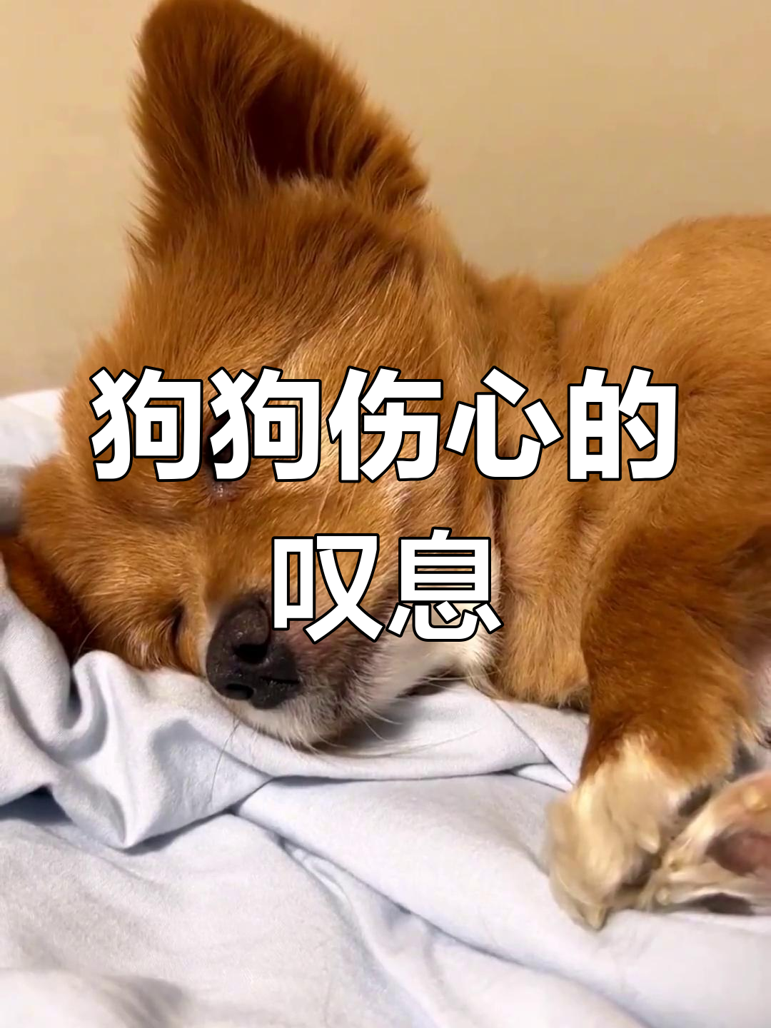 狗狗伤心叹气,委屈表情让人心疼