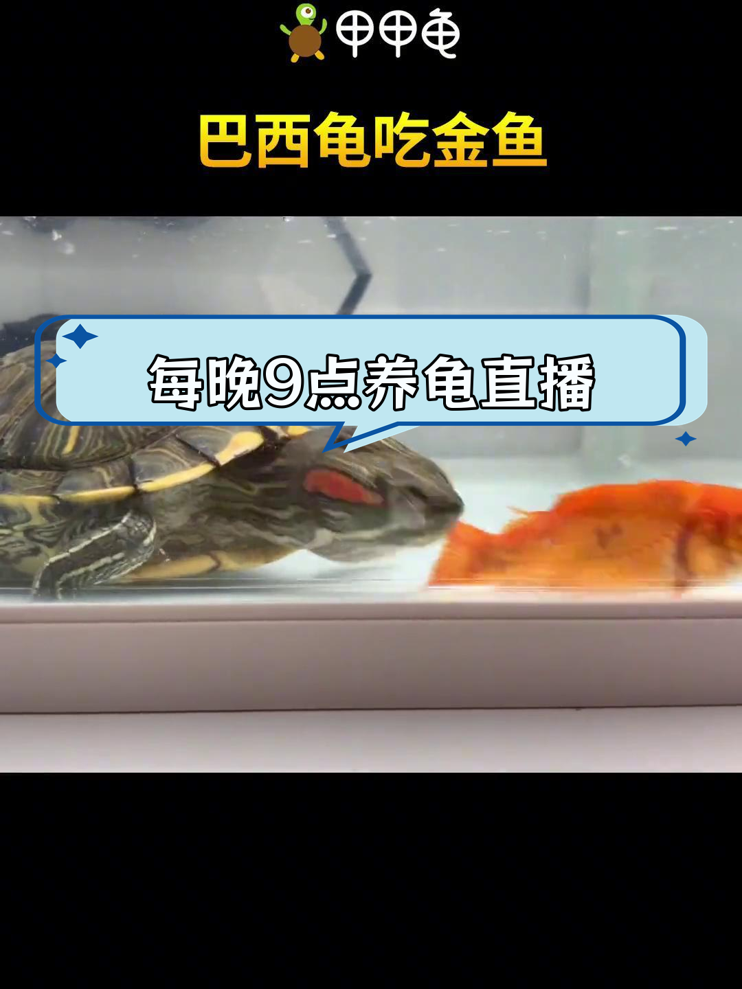 巴西龟的食量揭秘,每晚9点直播福利大放送