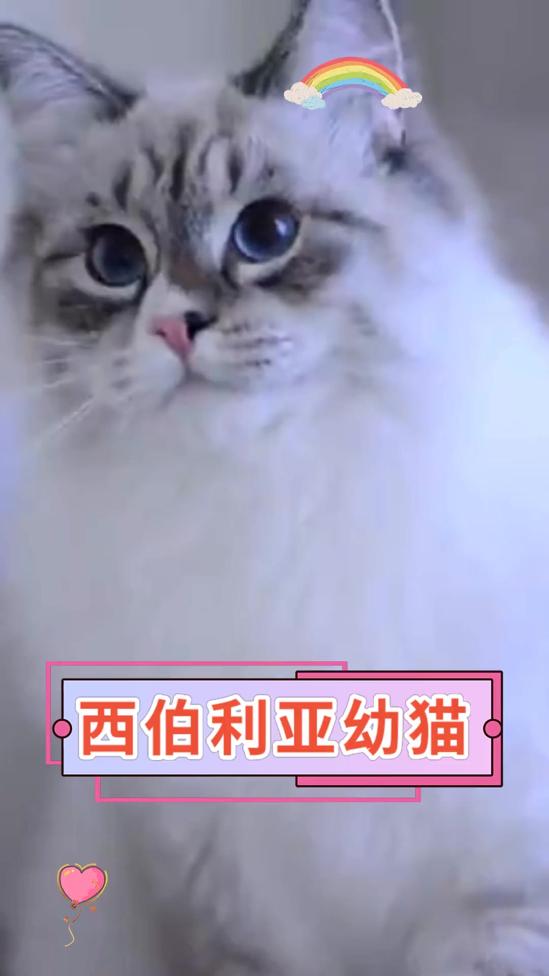 西伯利亚幼猫