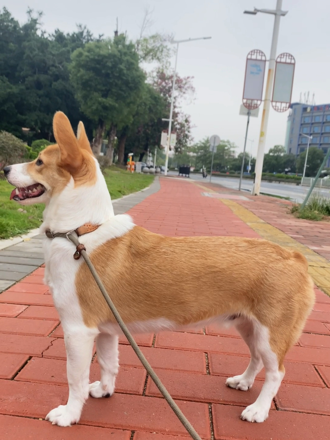 柯基届的大长腿