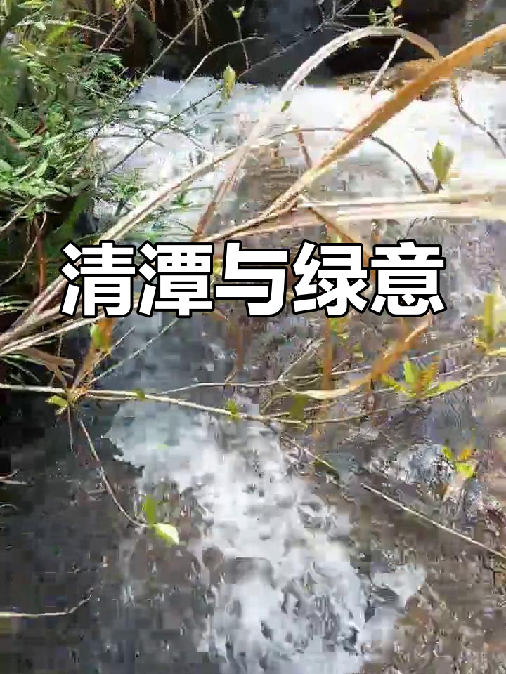 穿越竹林,清潭映石,青树翠蔓随风摇曳