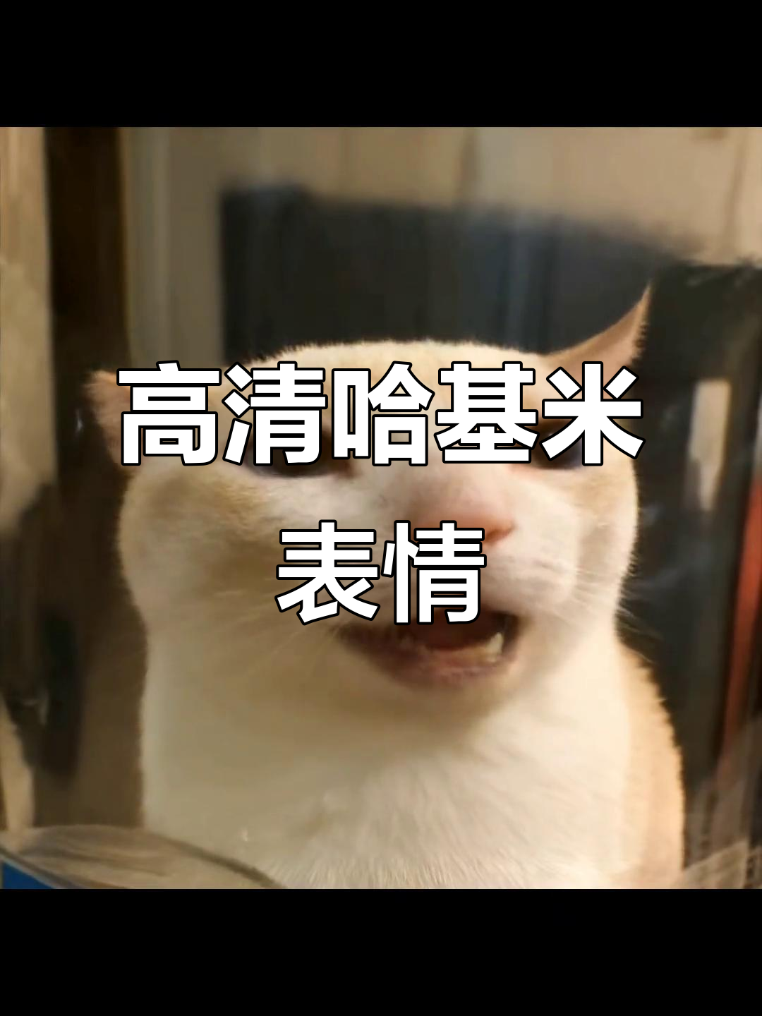 哈基米表情包高清来袭,九九城西稀罕物大揭秘