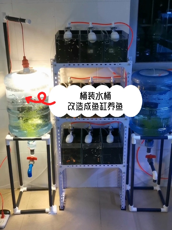 教程来了,桶装水改造成鱼缸养鱼