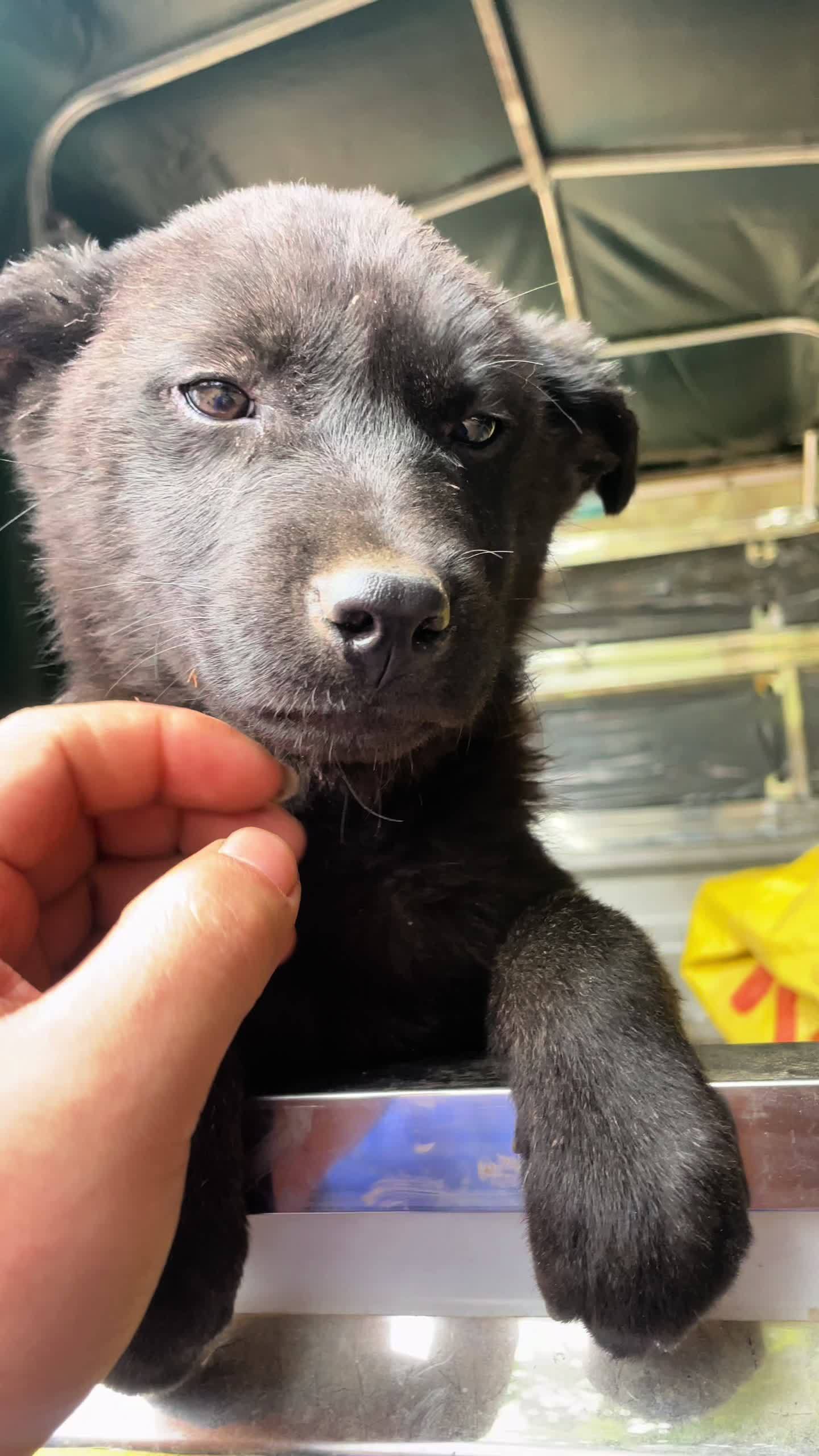 五黑小公 五黑犬 农村土狗