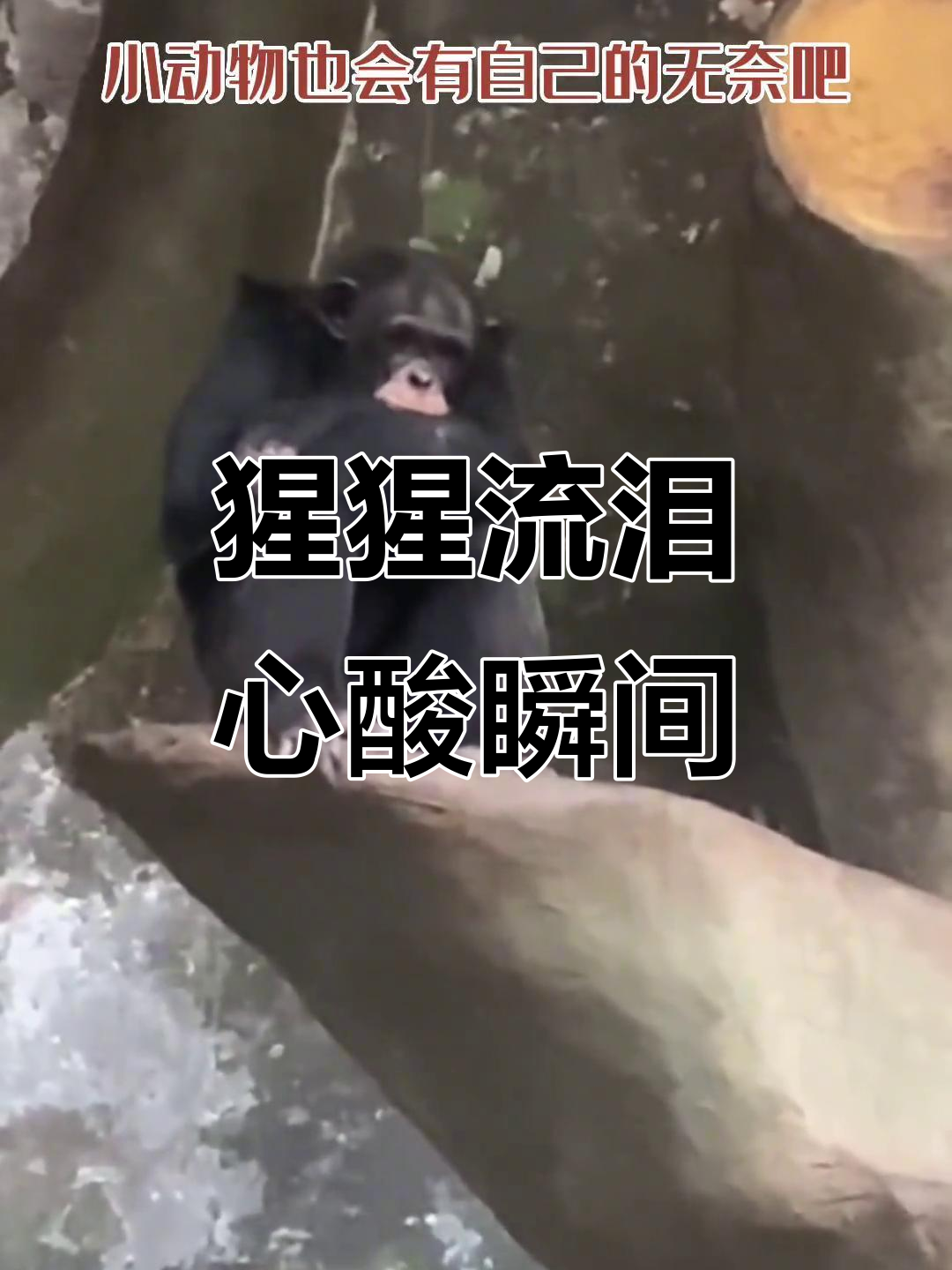 网友偶遇猩猩抹泪,小动物也有自己的无奈与悲伤