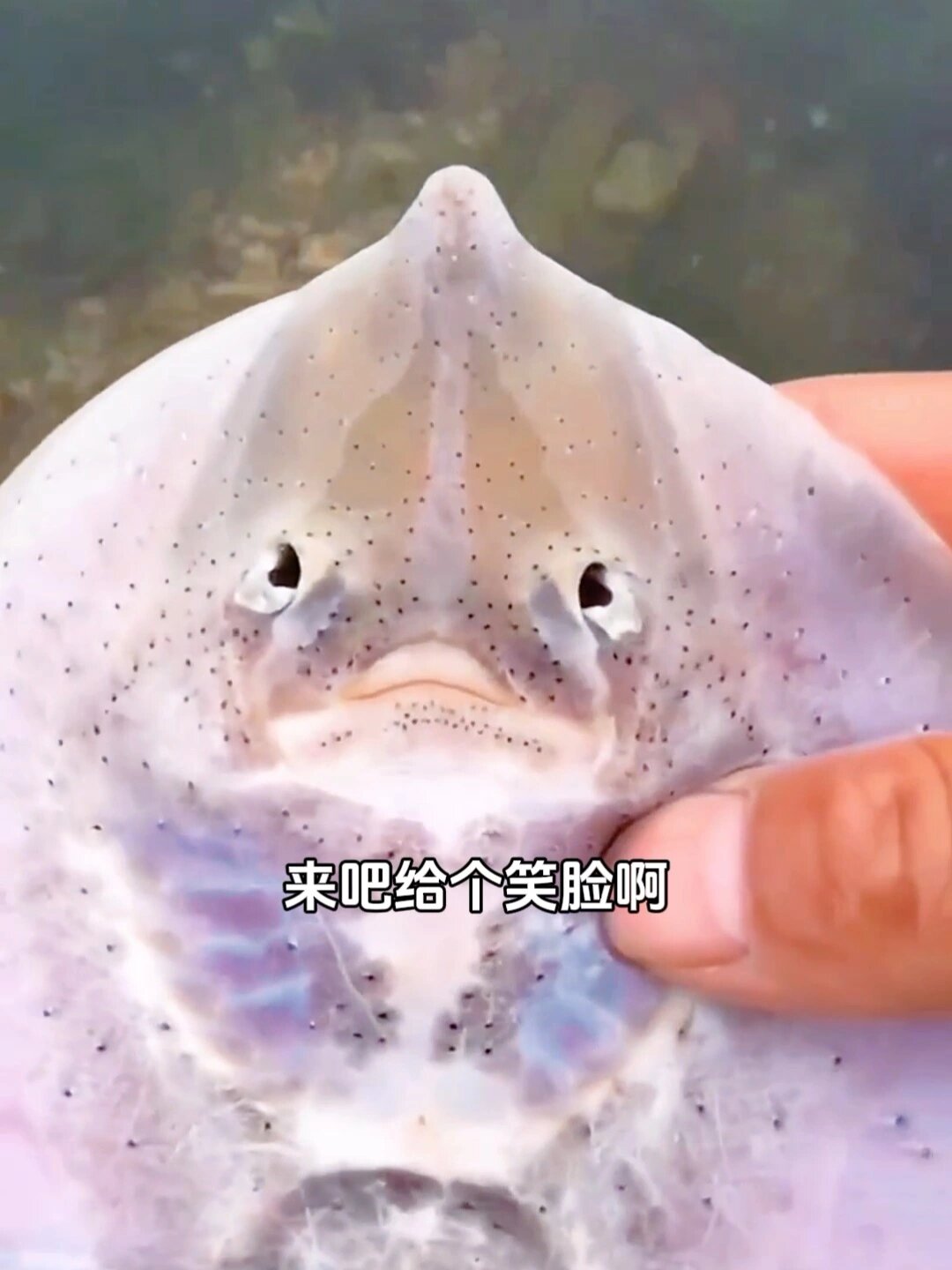 赶海发现一条没有笑脸的魔鬼鱼!