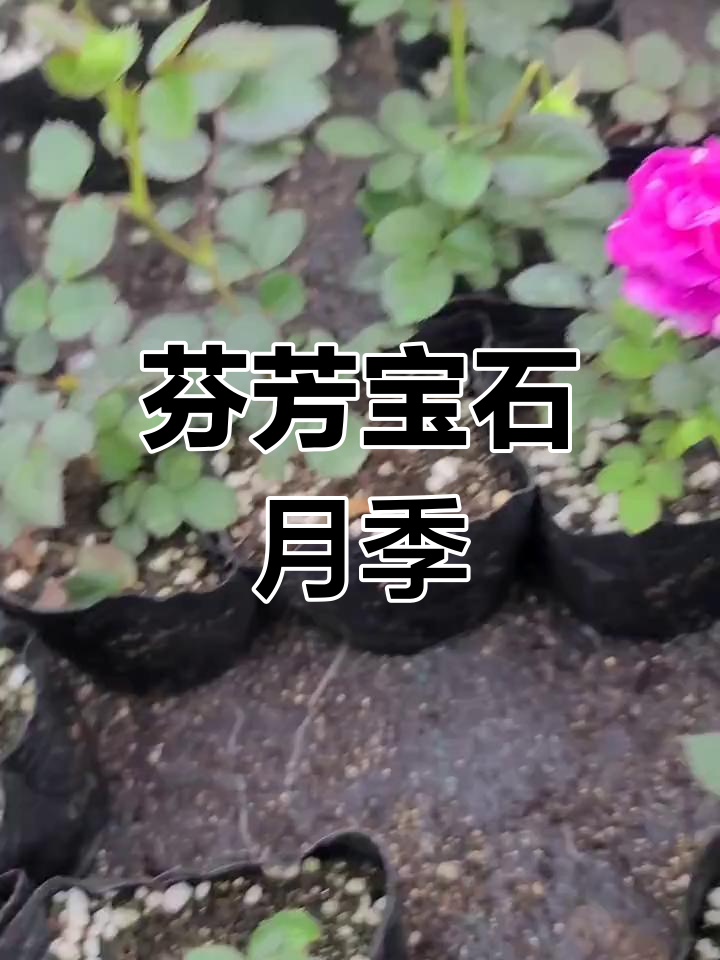 芬芳宝石月季:春季香气四溢,开花性极佳