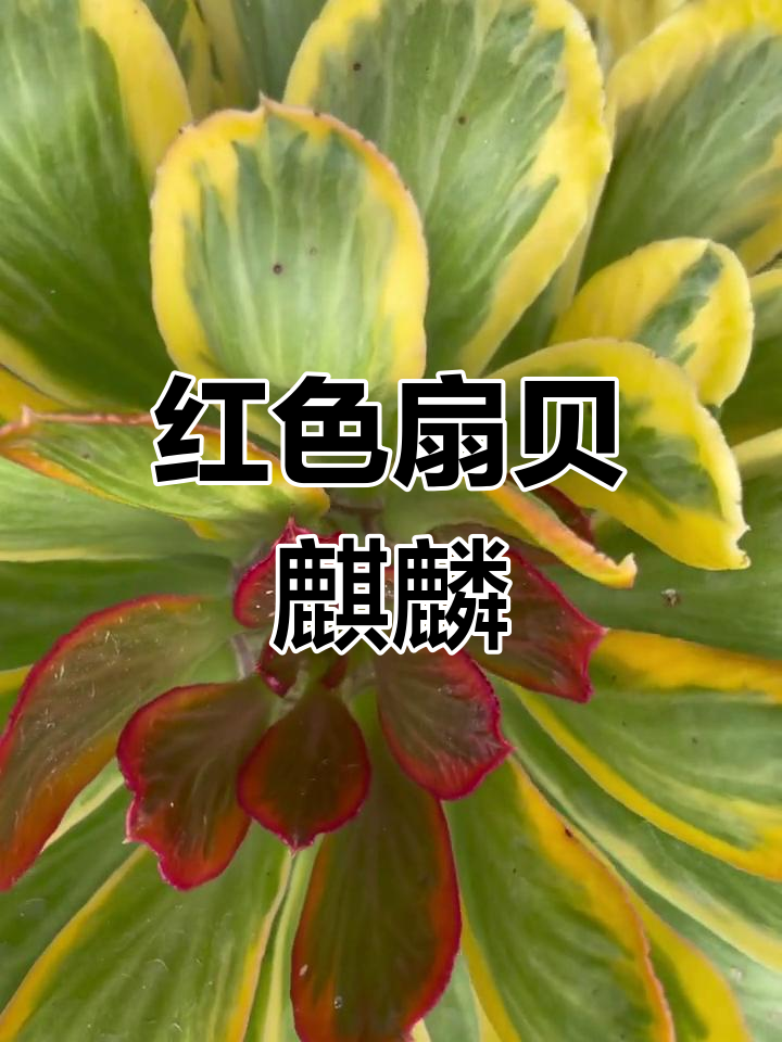 秋天露养,红色扇贝麒麟美得惊艳!