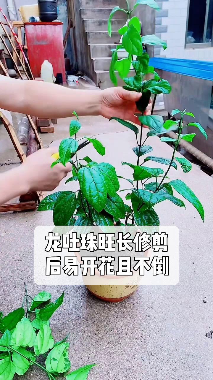 龙吐珠修剪示意图图片