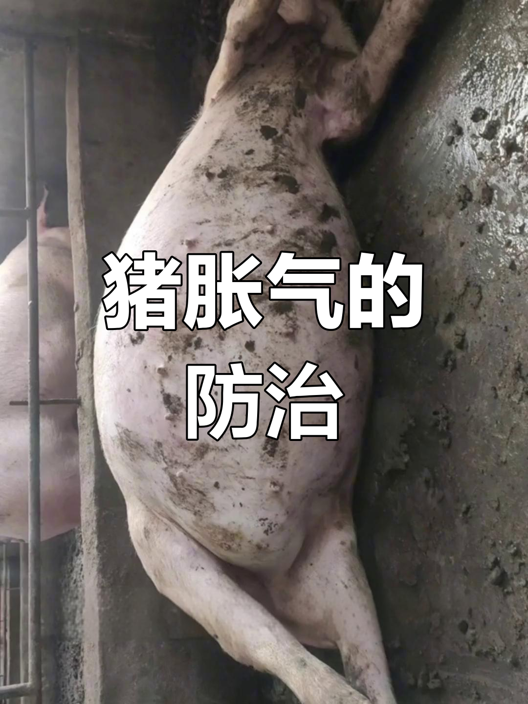 猪肚子胀气怎么治疗图片