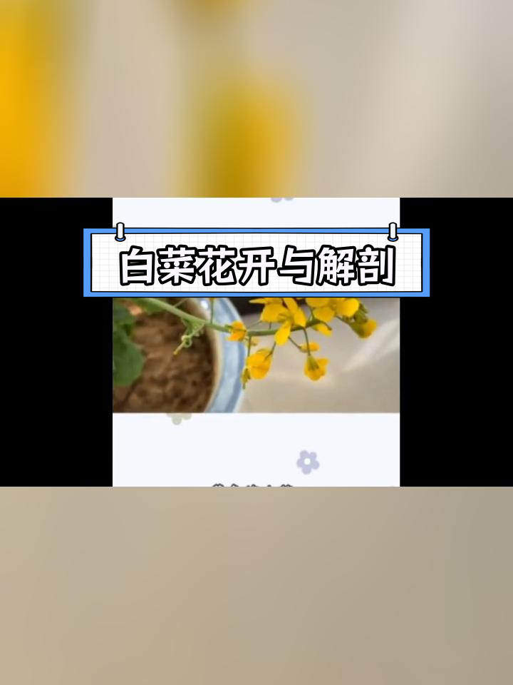 白菜花结构图片图片