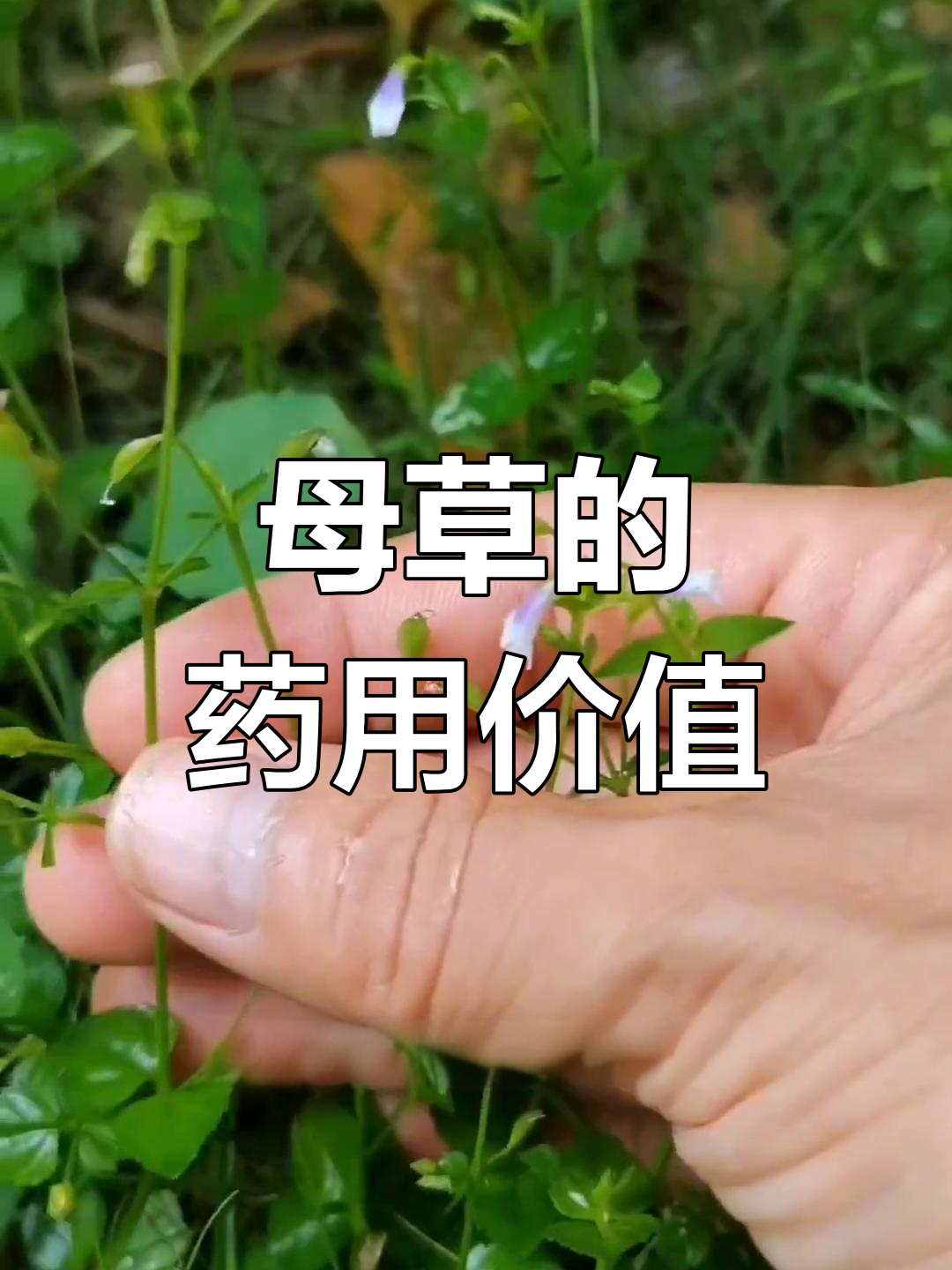母草:常见阴湿药材,玄参科植物全解析