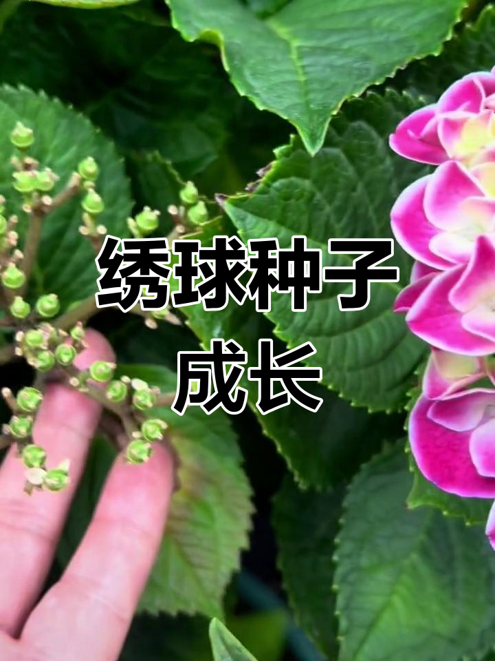 绣球花杂交结籽过程揭秘