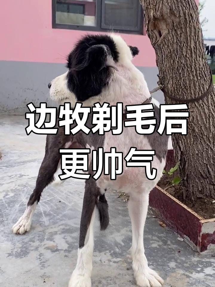边牧剃毛后的独特魅力,不一样的烟火