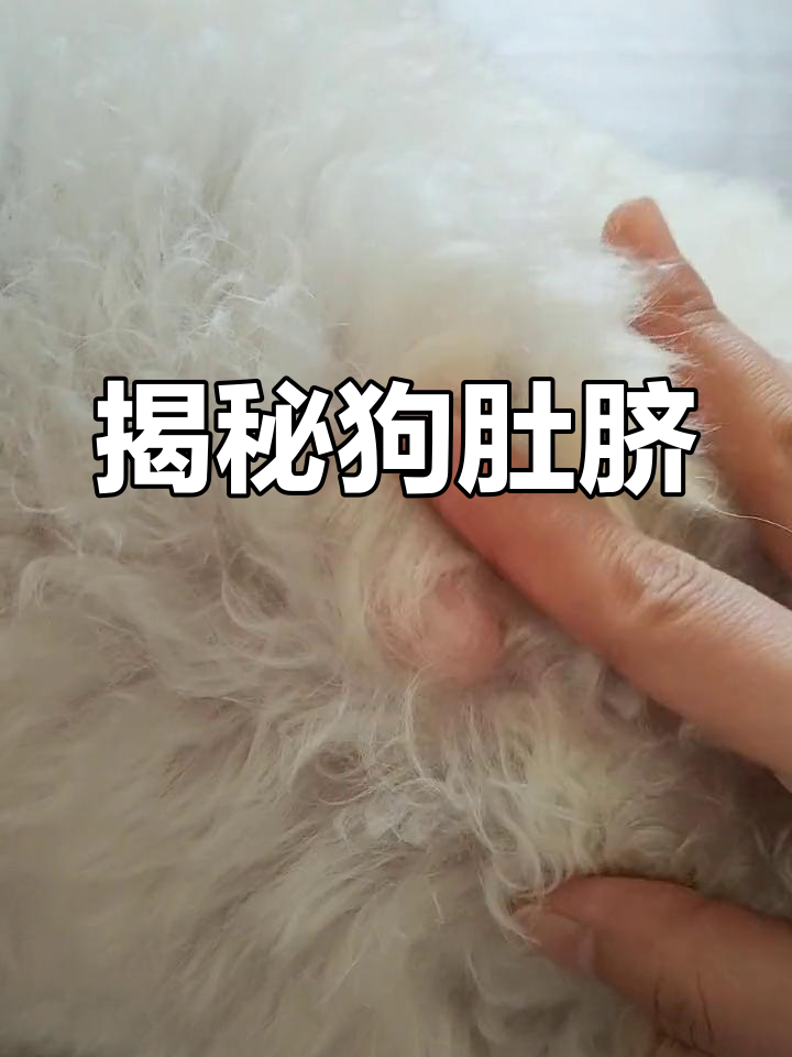 狗狗的肚脐竟然是这样