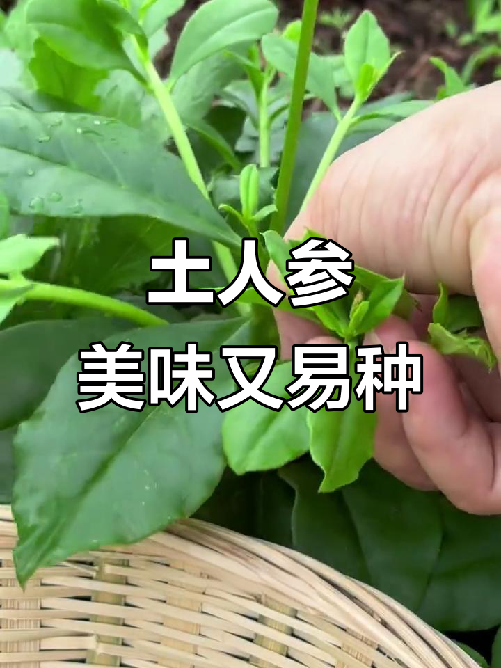 人参菜(土人参)的养生智慧